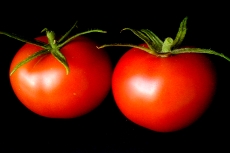A pair of ripe tomatoes